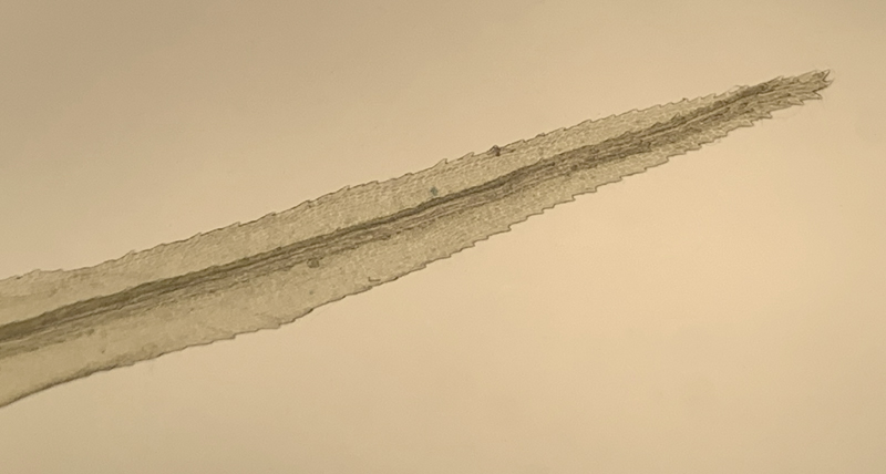 Dicranum brevifolium